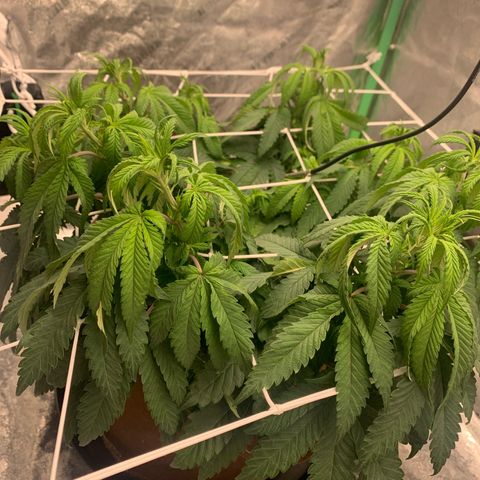 Big Hunk growlog timeline photo