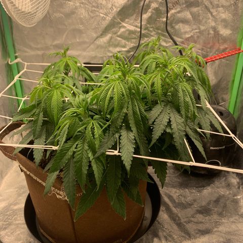Big Hunk growlog timeline photo
