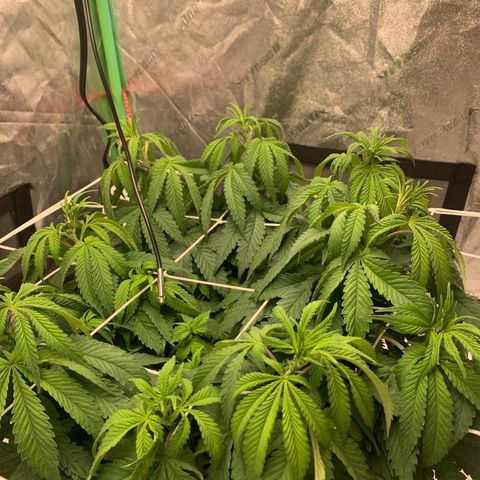 Big Hunk growlog timeline photo