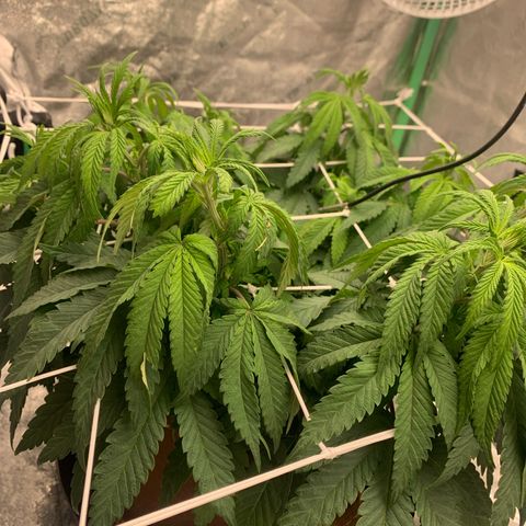 Big Hunk growlog timeline photo