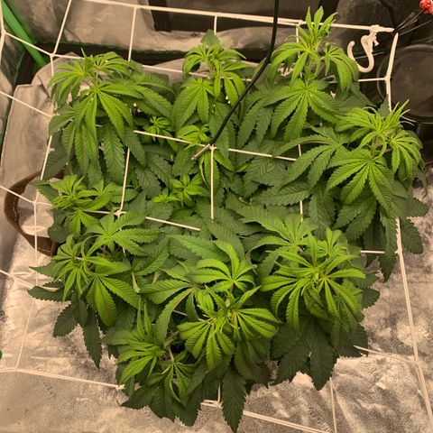 Big Hunk growlog timeline photo