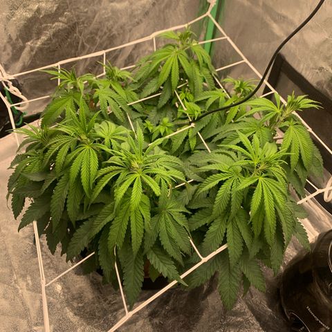 Big Hunk growlog timeline photo