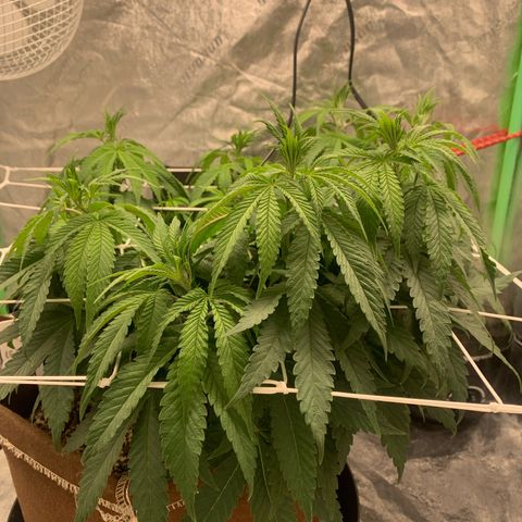 Big Hunk growlog timeline photo