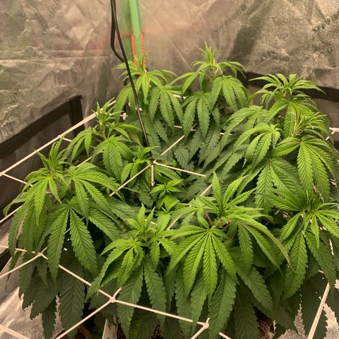 Big Hunk growlog timeline photo