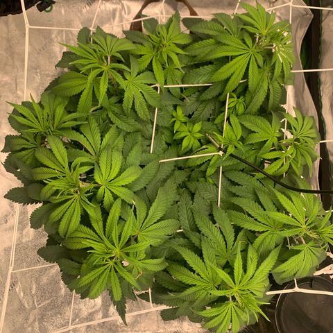 Big Hunk growlog timeline photo