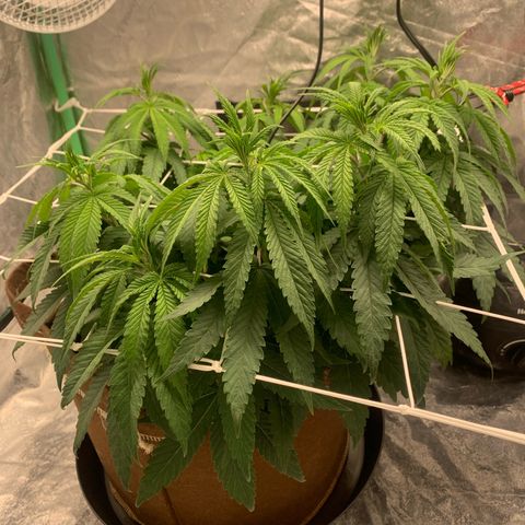 Big Hunk growlog timeline photo