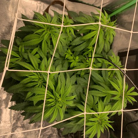 Big Hunk growlog timeline photo