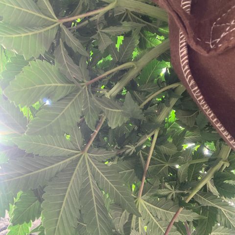 Big Hunk growlog timeline photo