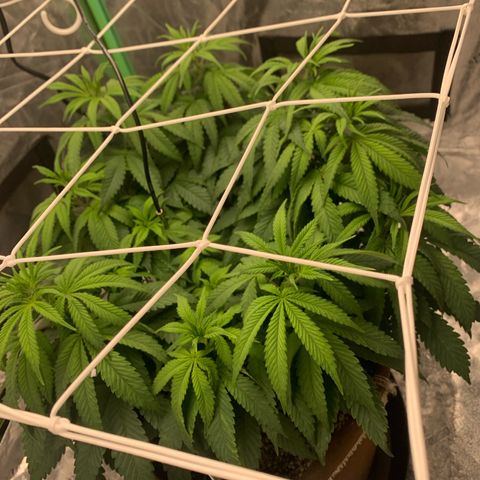 Big Hunk growlog timeline photo