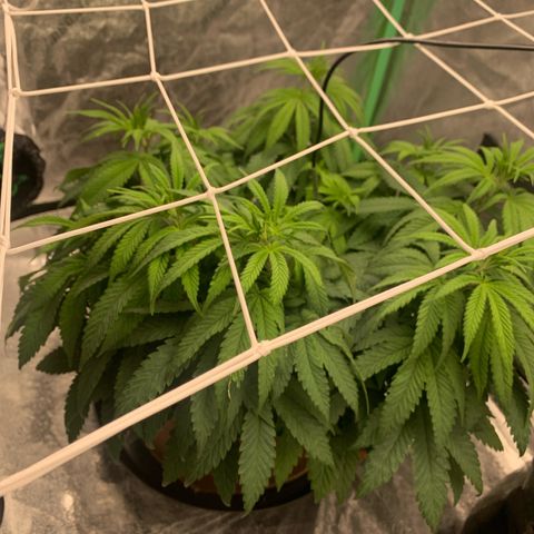 Big Hunk growlog timeline photo