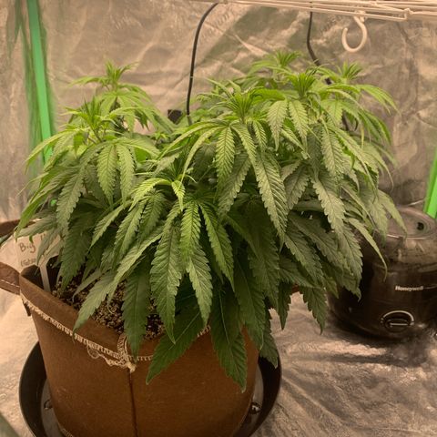 Big Hunk growlog timeline photo