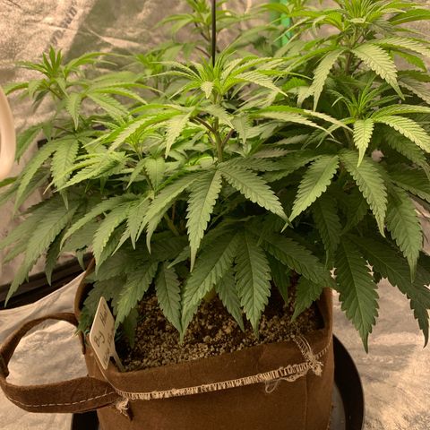 Big Hunk growlog timeline photo