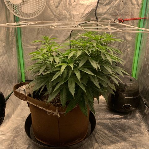 Big Hunk growlog timeline photo