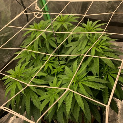 Big Hunk growlog timeline photo