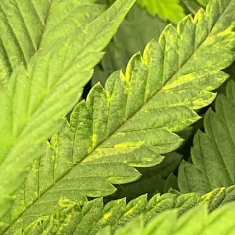 Big Hunk growlog timeline photo