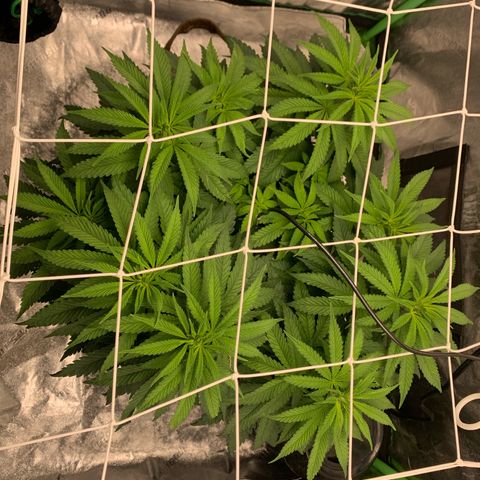 Big Hunk growlog timeline photo