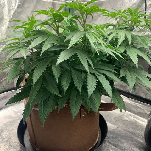 Big Hunk growlog timeline photo