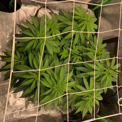 Big Hunk growlog timeline photo