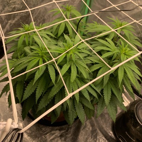 Big Hunk growlog timeline photo