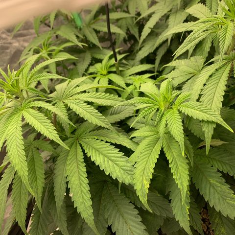 Big Hunk growlog timeline photo
