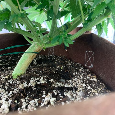 Big Hunk growlog timeline photo