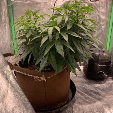 Big Hunk growlog timeline photo