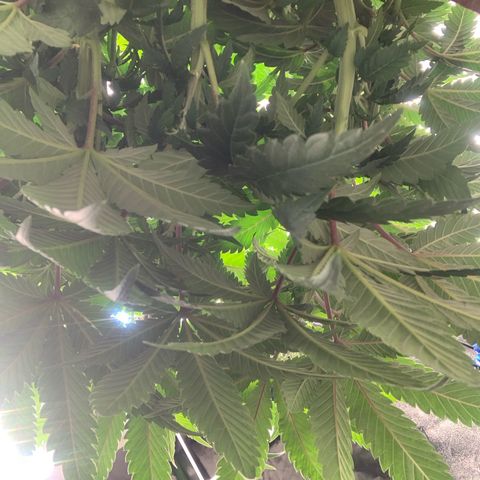 Big Hunk growlog timeline photo
