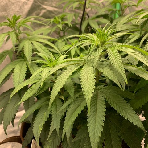 Big Hunk growlog timeline photo