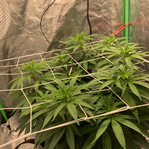 Big Hunk growlog timeline photo