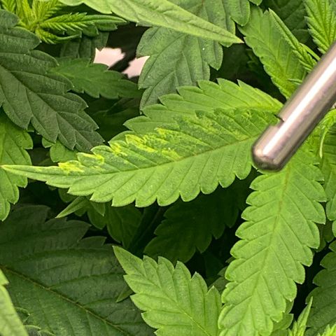 Big Hunk growlog timeline photo