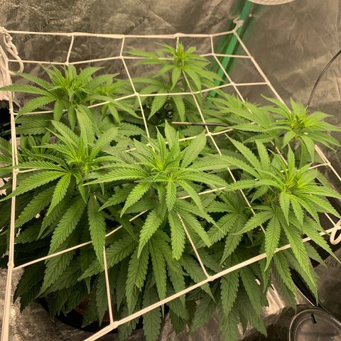 Big Hunk growlog timeline photo