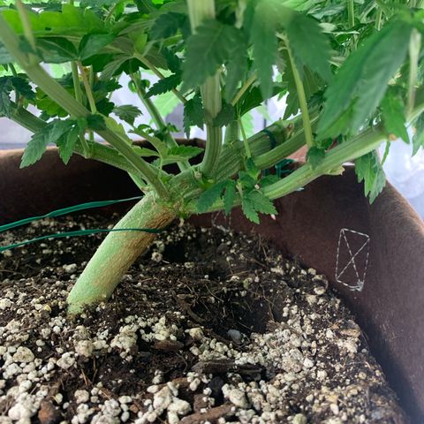 Big Hunk growlog timeline photo