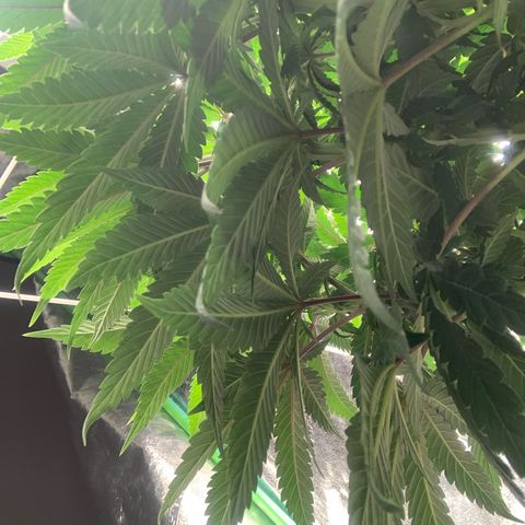 Big Hunk growlog timeline photo
