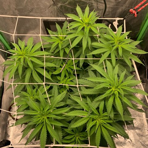 Big Hunk growlog timeline photo