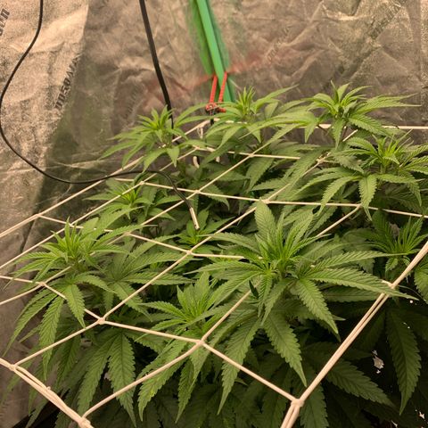 Big Hunk growlog timeline photo