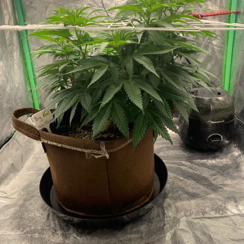 Big Hunk growlog timeline photo