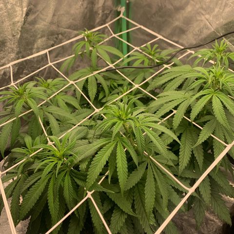 Big Hunk growlog timeline photo