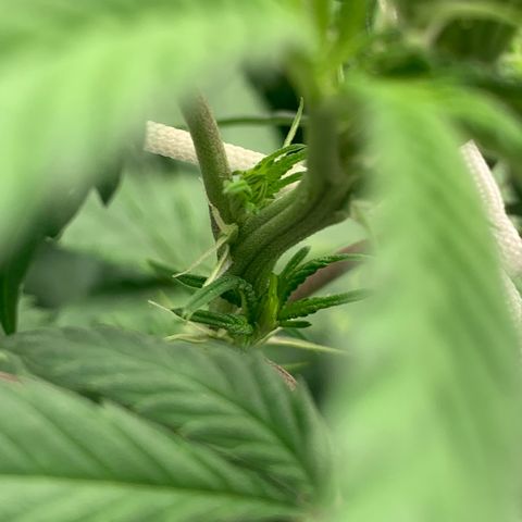 Big Hunk growlog timeline photo