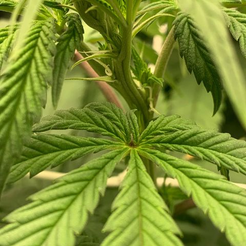 Big Hunk growlog timeline photo