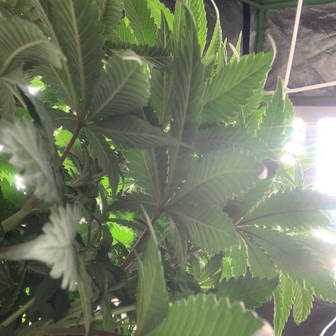 Big Hunk growlog timeline photo
