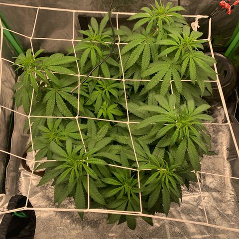 Big Hunk growlog timeline photo