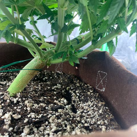 Big Hunk growlog timeline photo