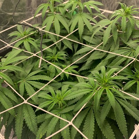 Big Hunk growlog timeline photo