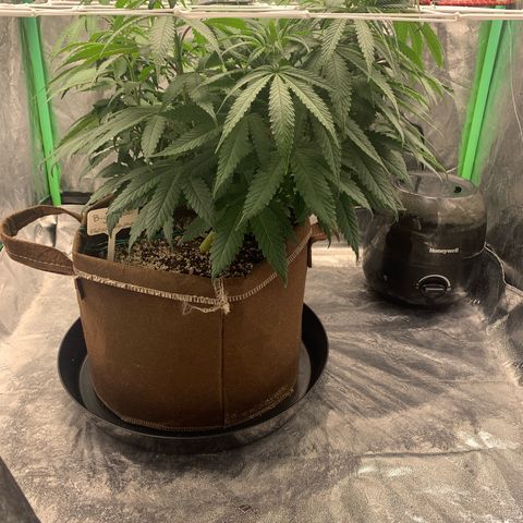 Big Hunk growlog timeline photo