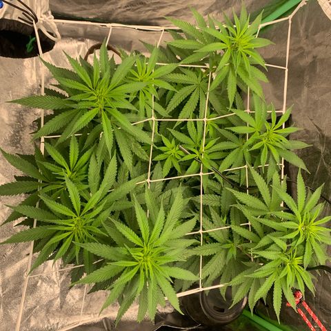 Big Hunk growlog timeline photo