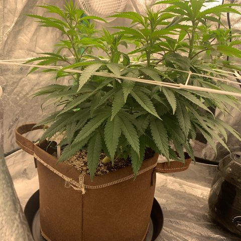 Big Hunk growlog timeline photo