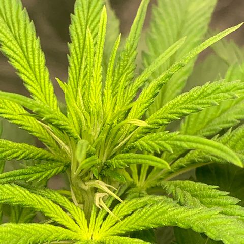 Big Hunk growlog timeline photo