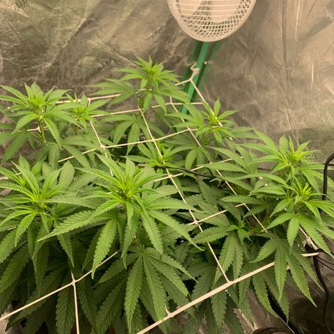 Big Hunk growlog timeline photo