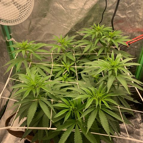 Big Hunk growlog timeline photo