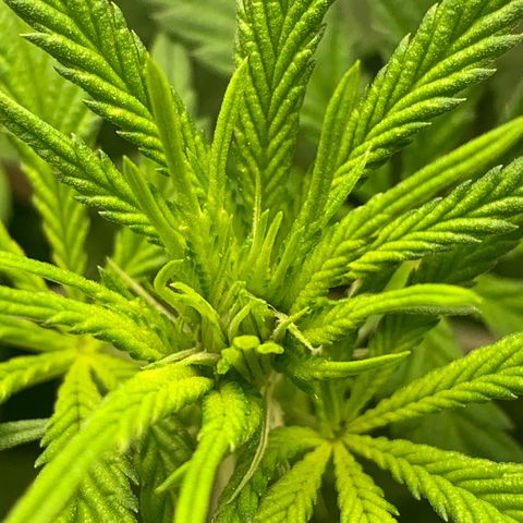 Big Hunk growlog timeline photo